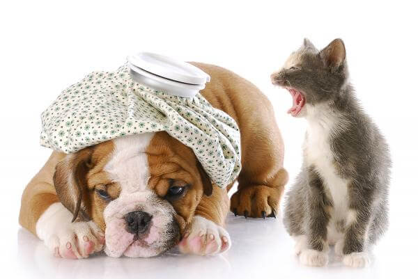 bladder-infections-in-pets