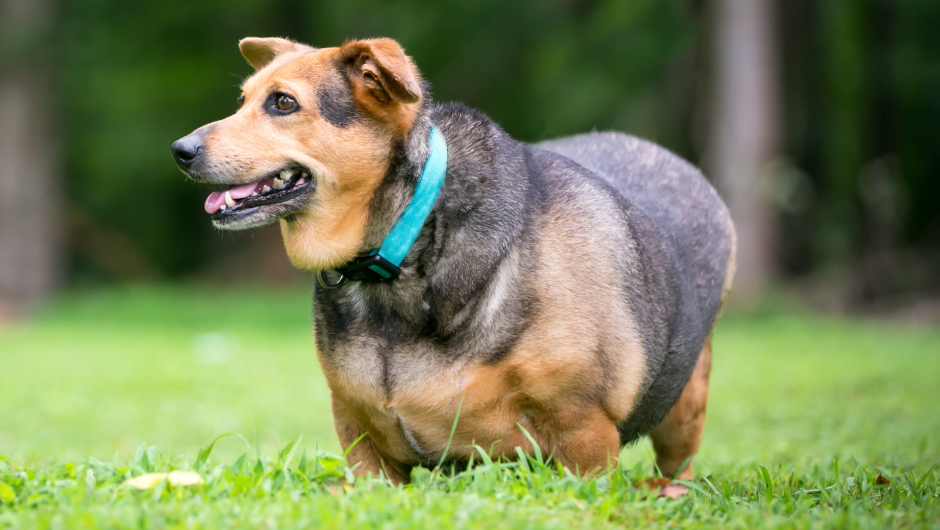 My Dog is Overweight, Calories are Catastrophic for Our Pets!