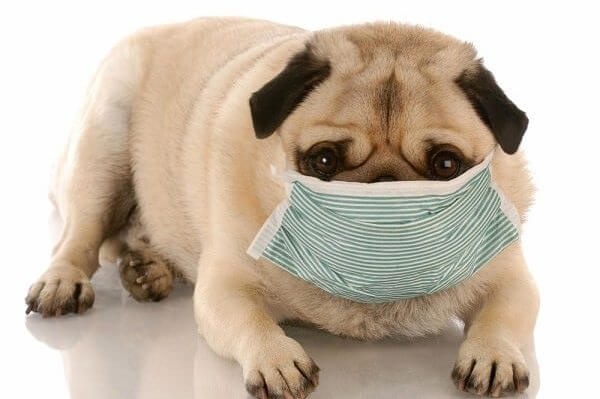 coughing-and-sneezing-in-dogs