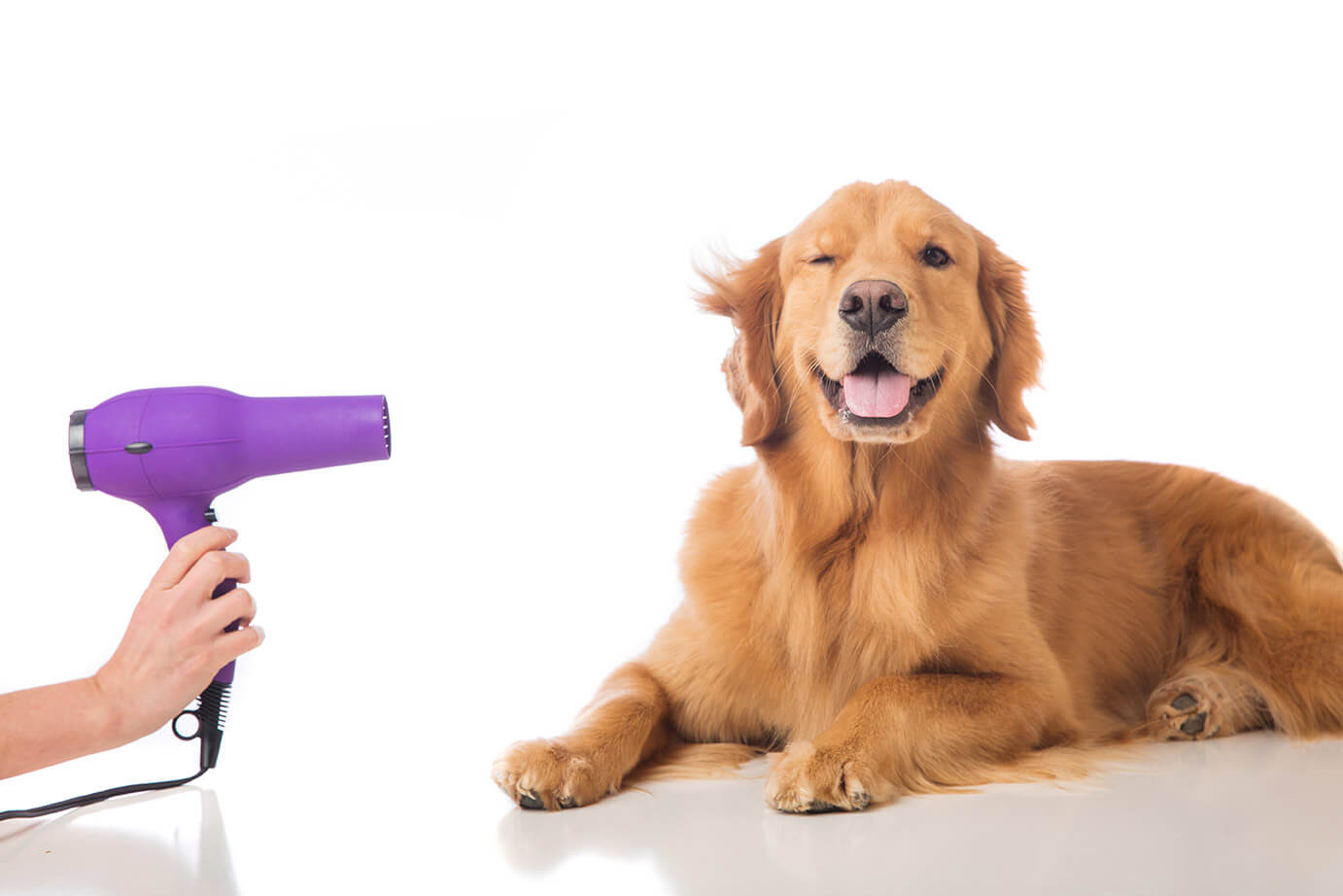 Dog Grooming Made Easy Sarasota Veterinary Center