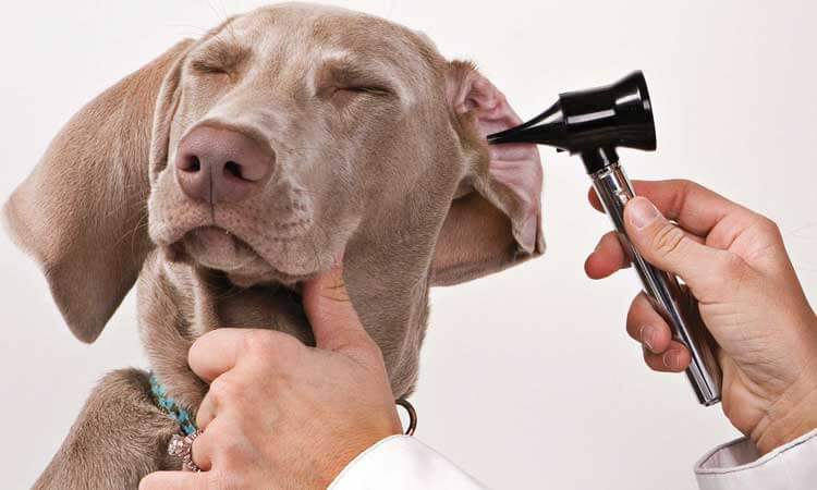 Ear Infections in Dogs – Recognizing and Treating the Symptoms!