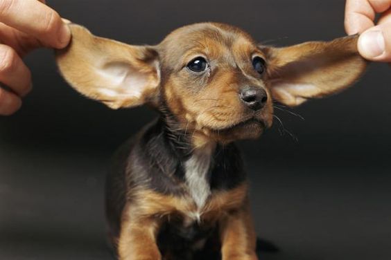 Symptoms of ear outlet mites in dogs