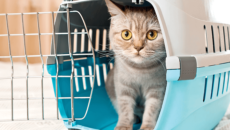 Hurricane Preparedness Includes Pets!