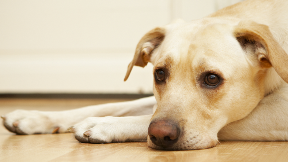 5 Signs of Joint Pain in Dogs