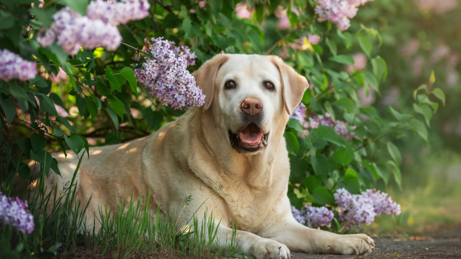 5 Tips for Senior Dogs
