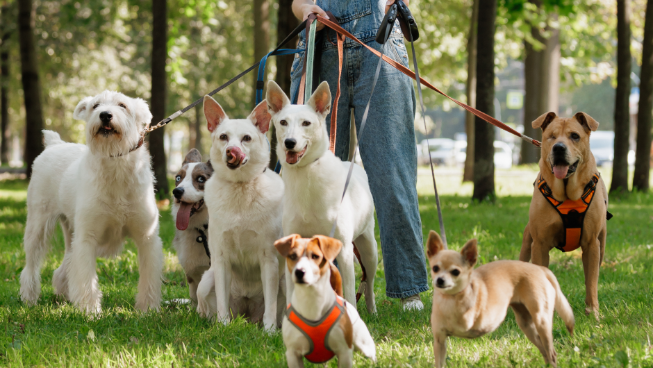 5 Ways to Treat Your Yard for Fleas