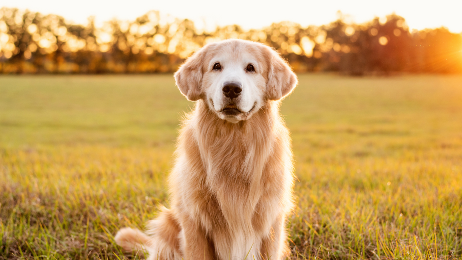All About Arthritis and Joint Pain in Dogs
