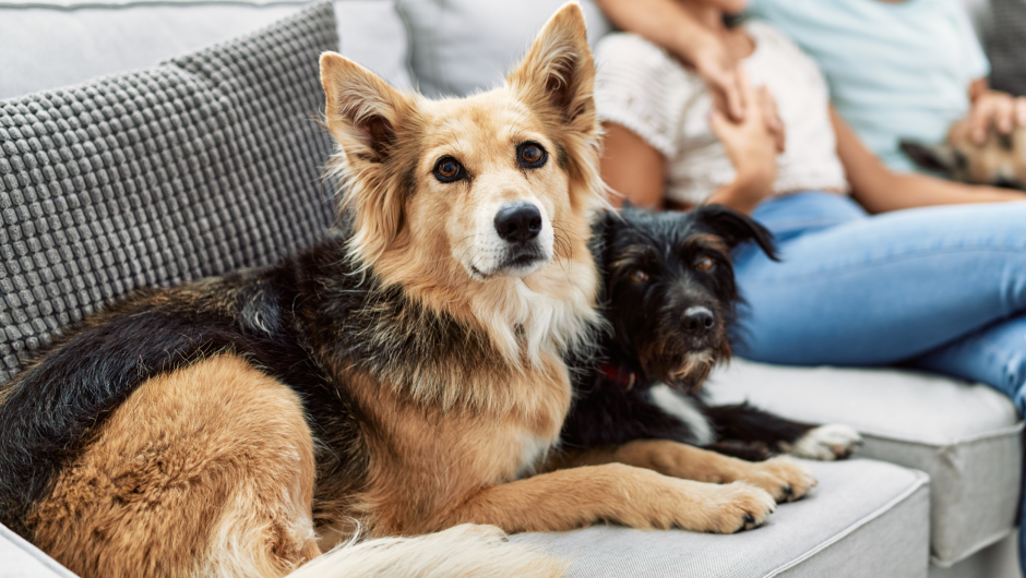 Arthritis In Dogs