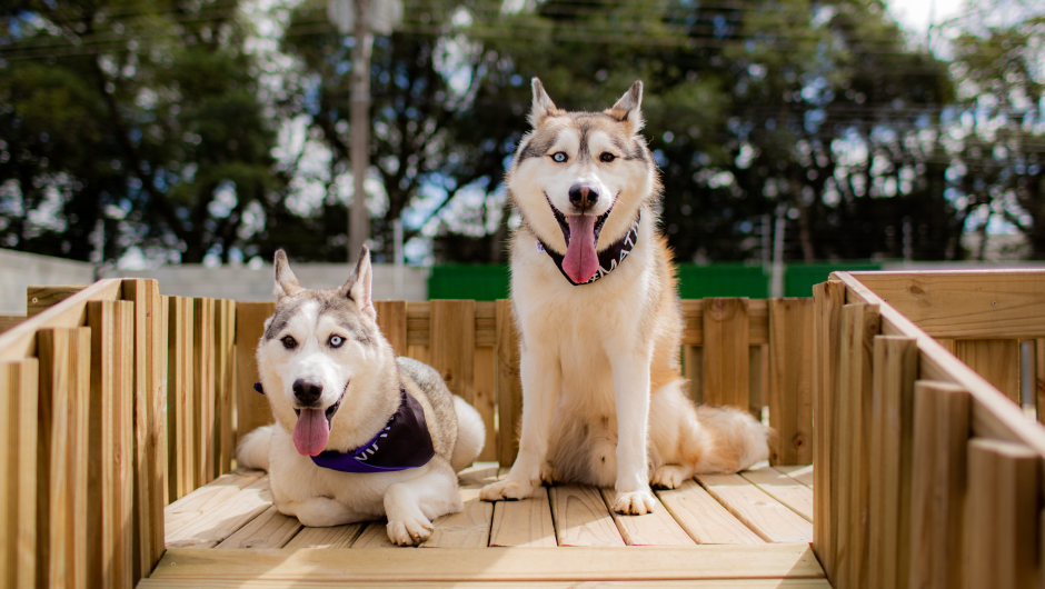 At What Age Should I Neuter My Dog?Good Question!