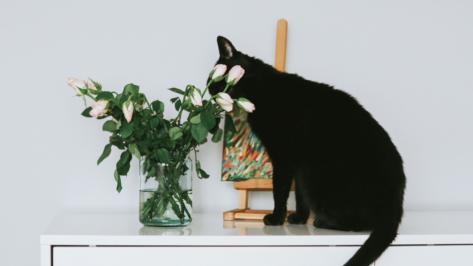Behavior Issues in Pets and How to Deal with Them