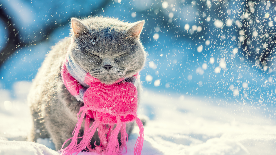 Beware of Cold Temperatures for Pets!