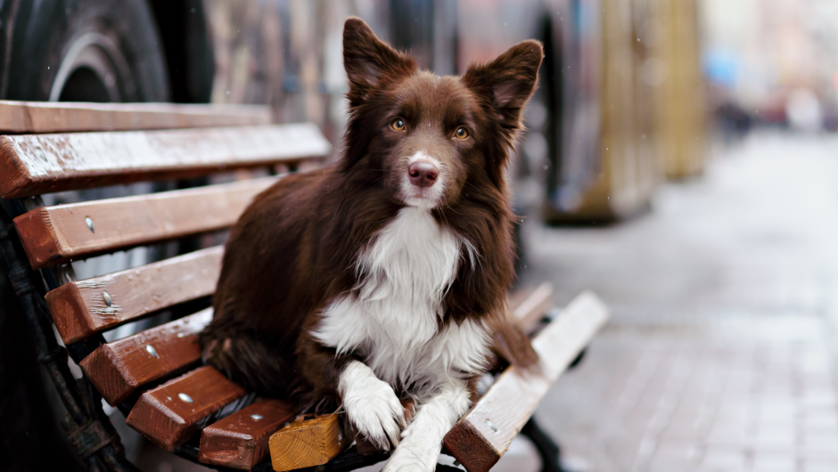 Bladder Infections in Pets: Recognizing the Symptoms