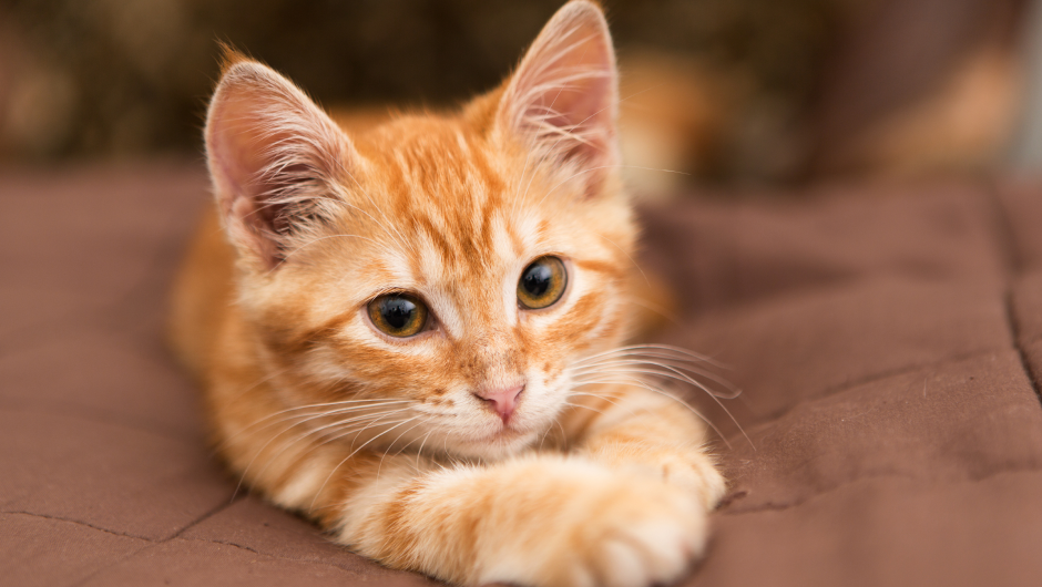“Blocked Cat” – When a Blockage in Your Cat Can Become Deadly