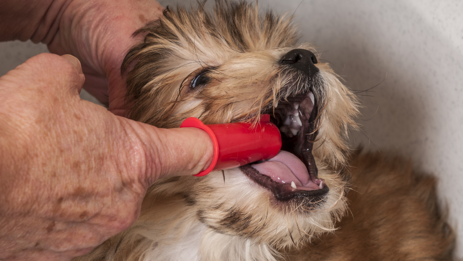 Brushing My Dog’s Teeth – All You Need to Know about Doggy Breath!