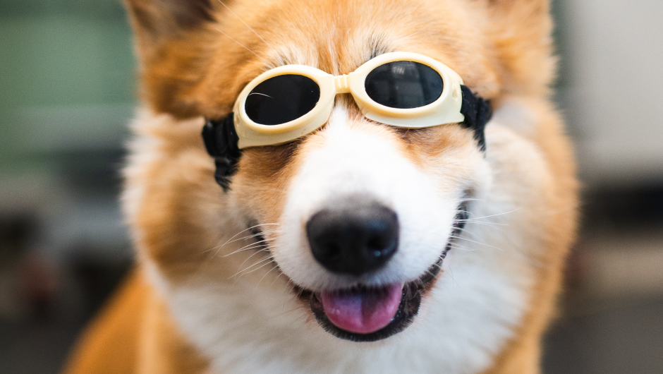 Can Laser Therapy Help Prevent Joint Pain in Dogs?
