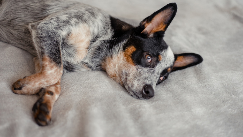 Canine Flu – Is Your Dog at Risk?