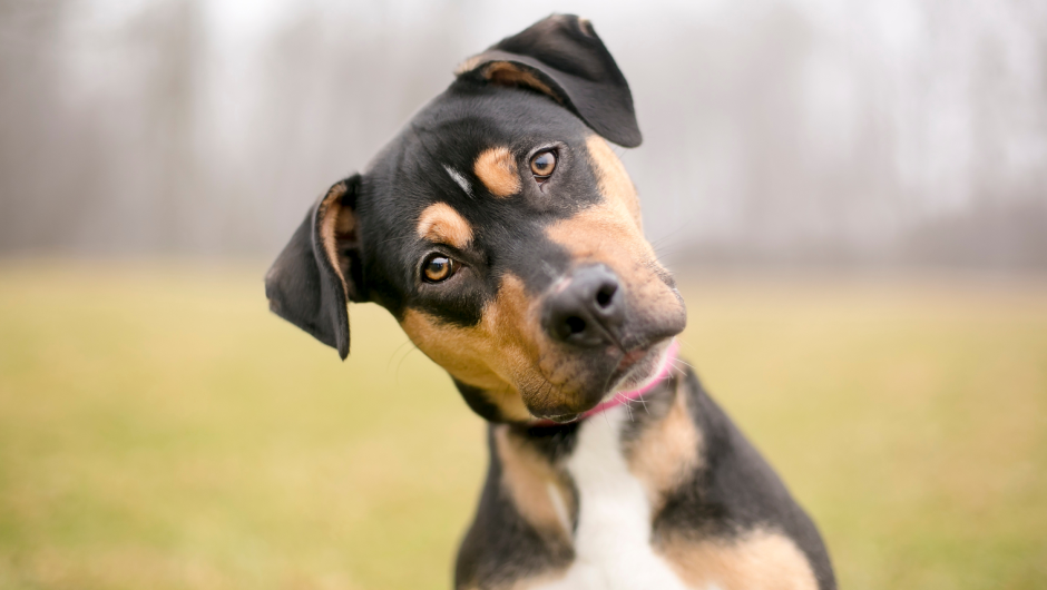 Cheap Vet Care – The High Costs of Cutting Corners