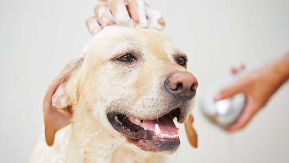 Check Out Sarasota Vet Center for All Your Dog Grooming Sarasota Needs!