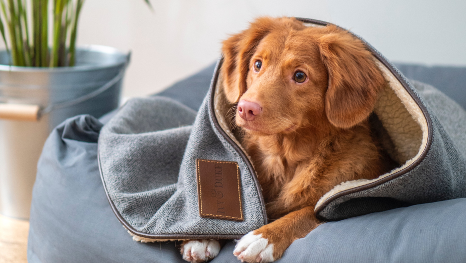 Pet Boarding in Sarasota: Choosing a Boarding Facility for Your Pet