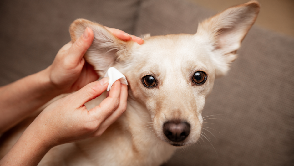Cleaning My Pet’s Ears: Ear Care is Critical to Your Pet’s Heath!