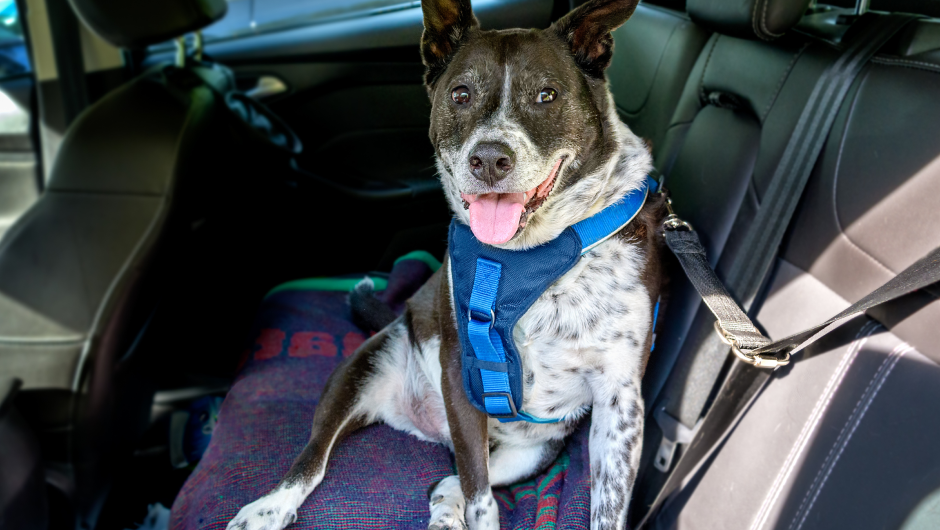 Disasters for Pets: Preparedness Should Include ALL Family Members!