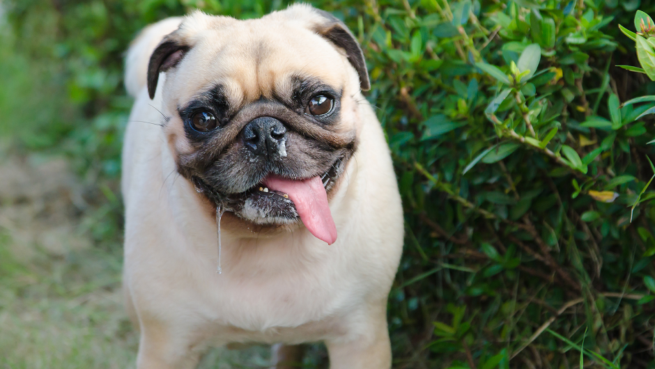 Dog Coughing and Sneezing Prevention