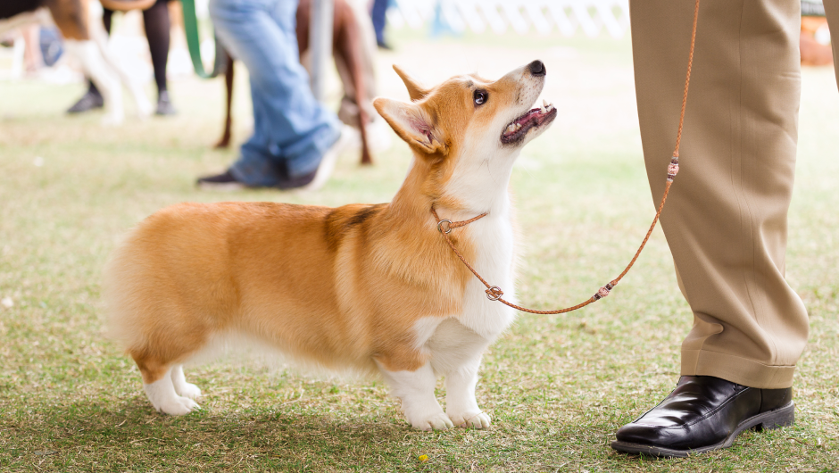 Dog Training, It’s Time to Get Back to School!