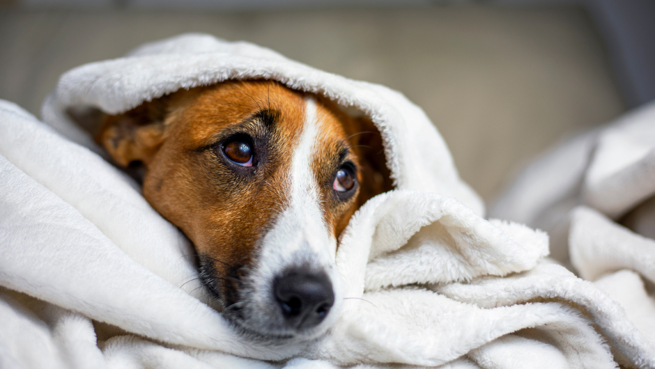 Upset Stomach in Pets, The Dangers of Overindulging During the Holidays