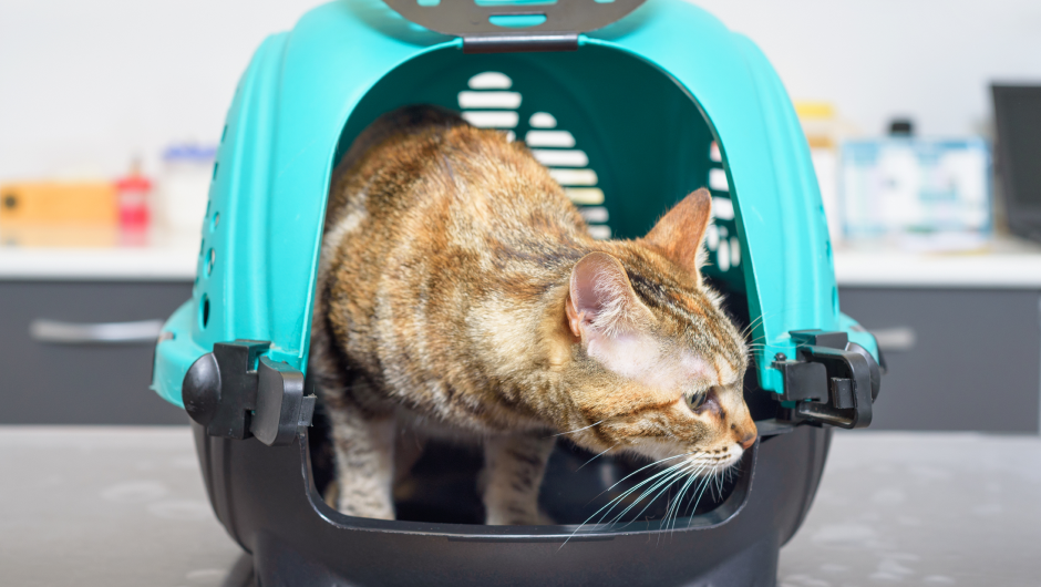 Sarasota Veterinary Center’s Drop-off Service Is a Game Changer!