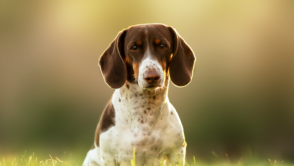 Ear Infections in Dogs – Recognizing and Treating the Symptoms!