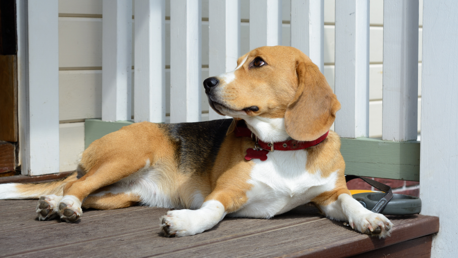 Ebola in Pets, Are Yours at Risk?