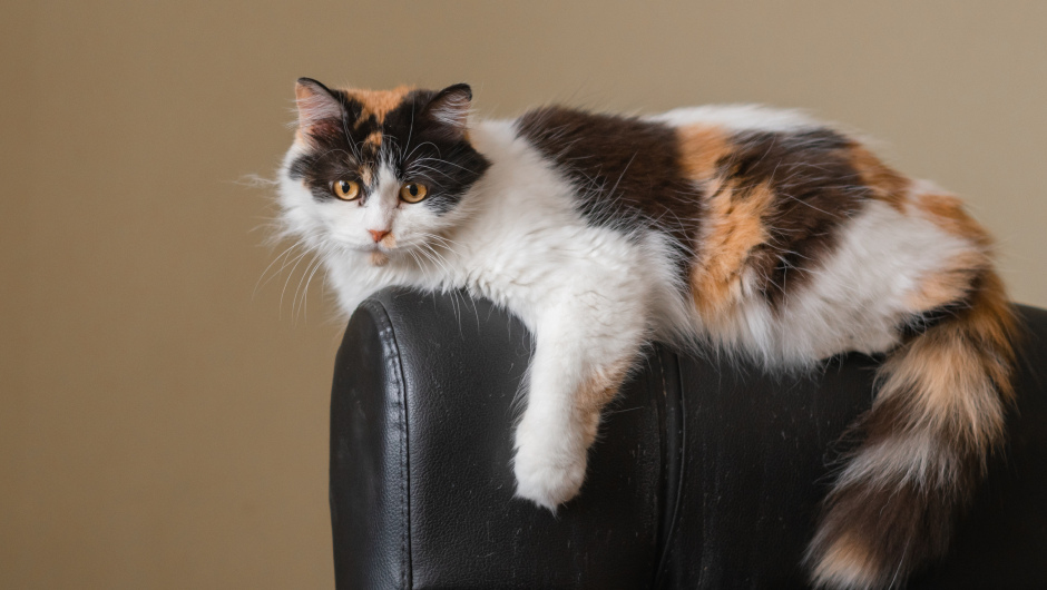 Entrust Your Pet’s Care to a Pet Trust