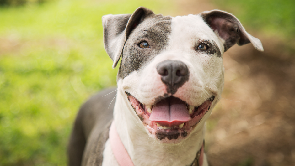 Sarasota Veterinary Center: Expert Services and Advice You Can Trust!