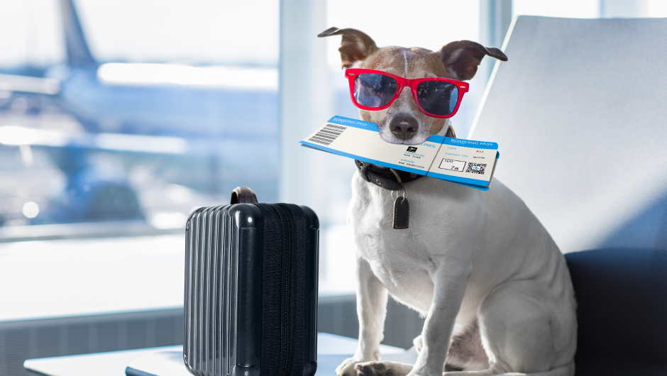 Flying With Pets: Safety First!