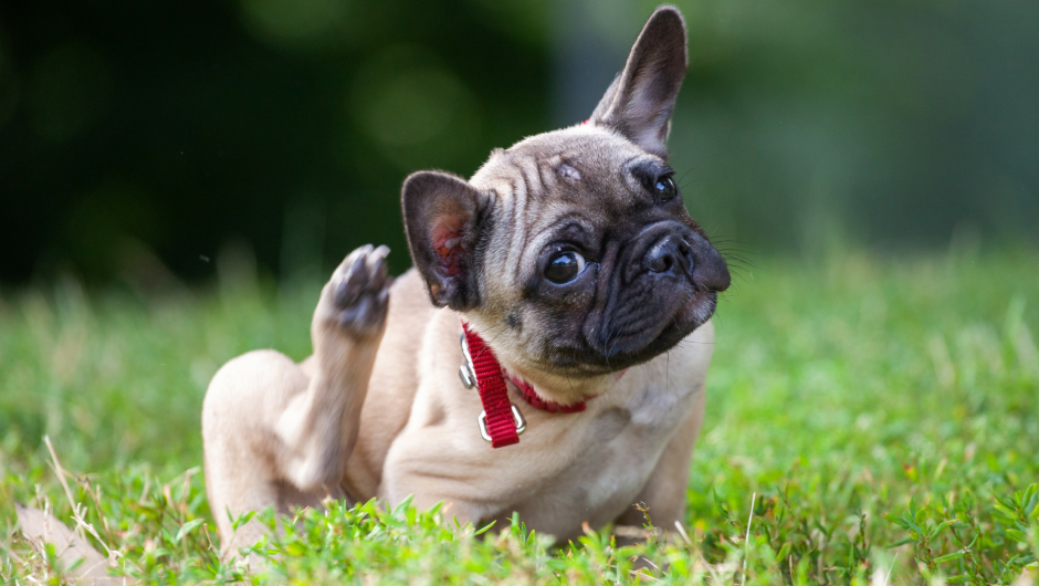 Follow Sarasota Vets Tips to Protect Your Dog from Fleas!
