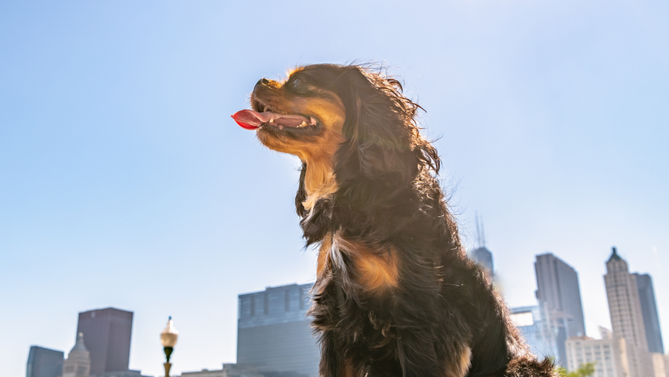 Heat Stress in Pets Can Be Deadly!