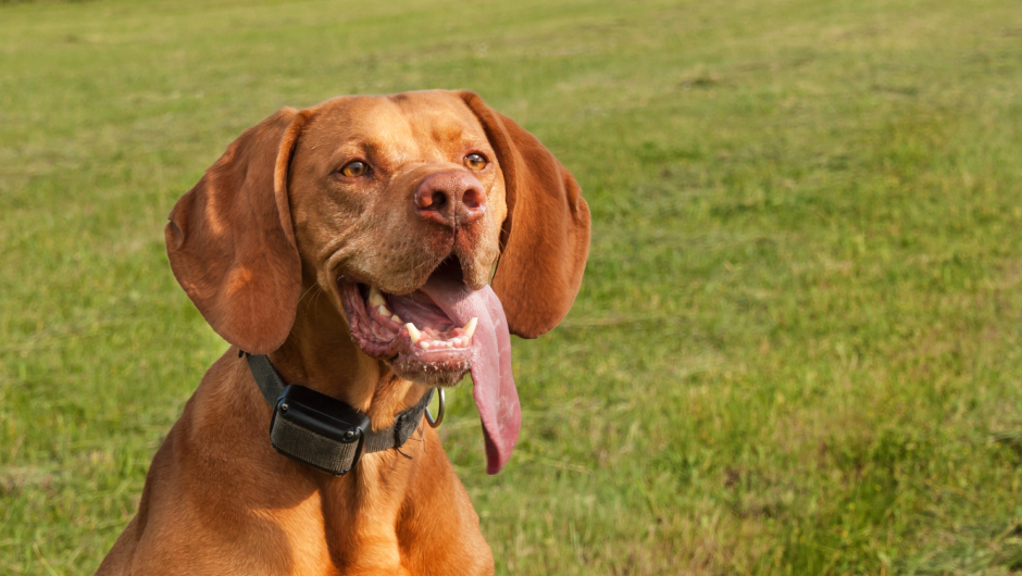 He’s Heated! How to Identify Symptoms of Heatstroke in Dogs