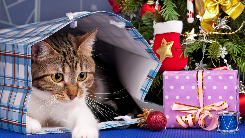 Holiday Dangers for Pets in Your Home