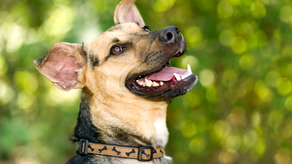 Sarasota Veterinary Center: Is Dental Care That Important for Pets?