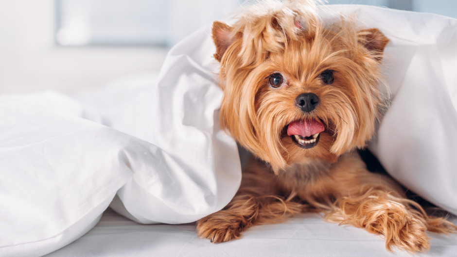 It’s Not Just ‘Doggy’ Breath….Canine Dental Care is Crucial to Their Health!