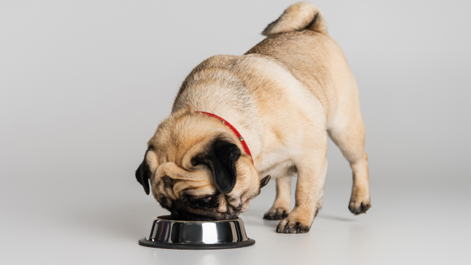 My Dog is Overweight, Calories are Catastrophic for Our Pets!