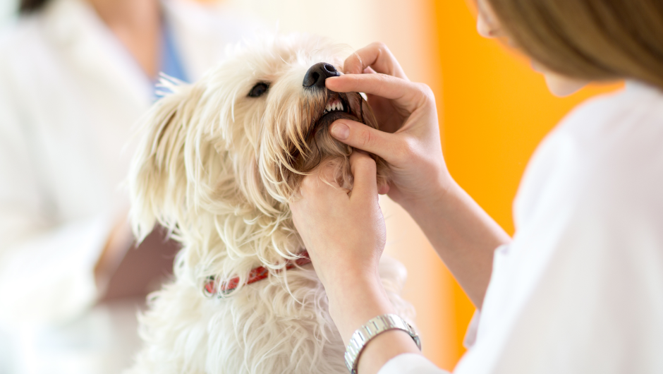 Non-Anesthetic Pet Dental Cleanings Do More Harm than Good!