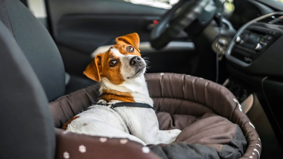On the Road Again: Tips for Traveling With Pets