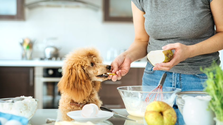 “People Foods” & Other Harmful Foods for Pets!