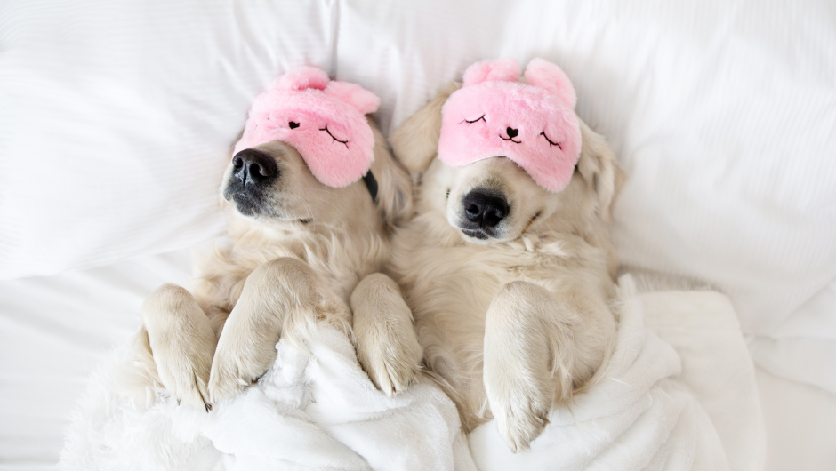 Pet Boarding Sarasota – Sarasota Veterinary Center Has You Covered!
