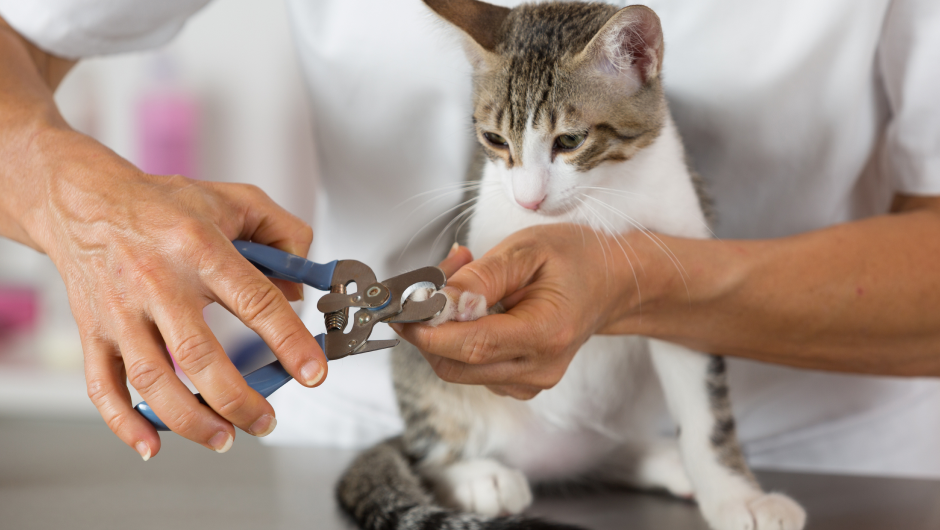 Pet Grooming Sarasota: Choosing the Right Groomer for Your Pet
