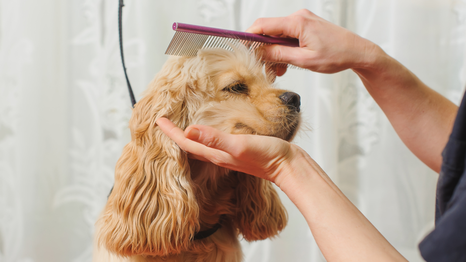 Pet Grooming in Sarasota: Groom Your Pet for Success!