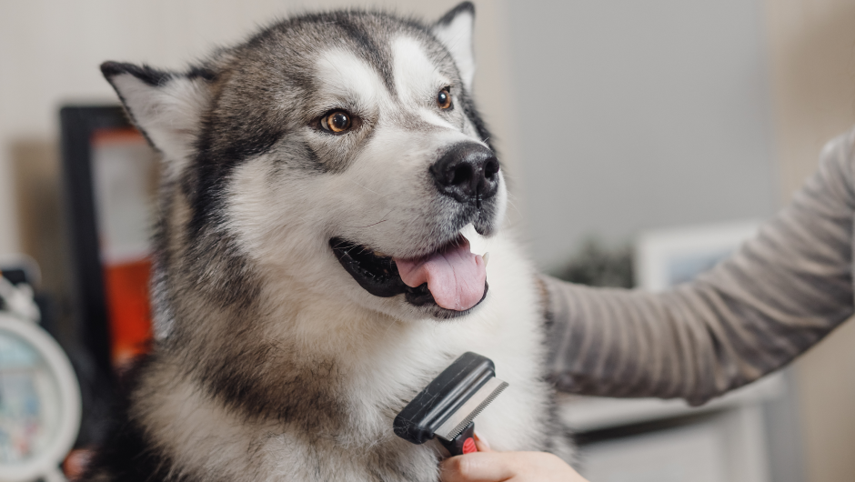 Pet Grooming Sarasota: How to Find the Perfect Place for Your Pet