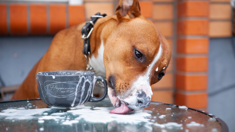 Pet Safe Treats: Are You Poisoning Your Pet With Potentially Deadly Foods?