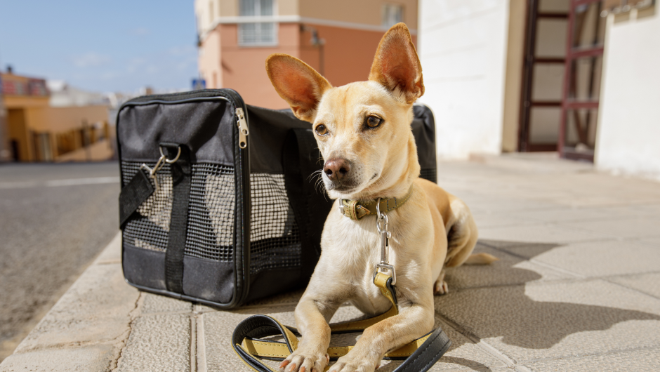Preparing Your Dog for Boarding